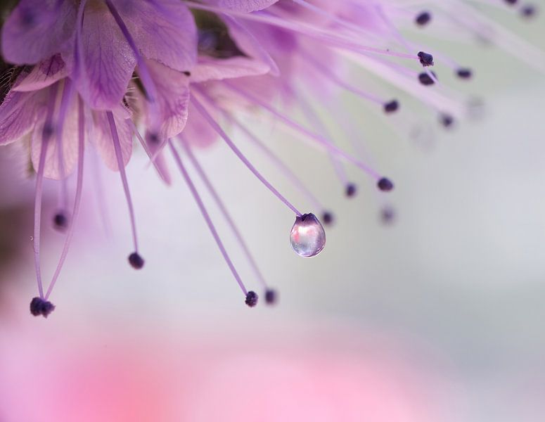 Perfect drop by Inge Groters