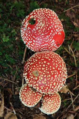 Amanite tue-mouches (Amanita muscaria), également appelée Amanite rouge Germany