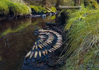 Along the stream