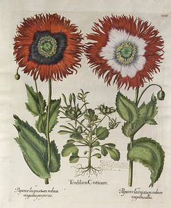 Hortus Eystettensis voll. 3, Basilus -Entscheidung von Teylers Museum