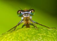 Demoiselle rieuse