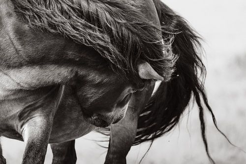 Fine art black and white photo of a horse. by Joris Machholz