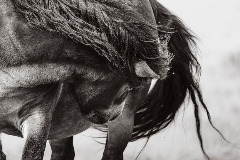 Fine-Art Schwarz-weiß Foto von einem Pferd. von Joris Machholz