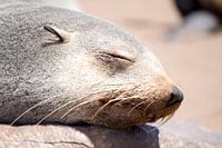 otarie à fourrure dormante