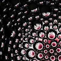 pink gerbera in drops (square)