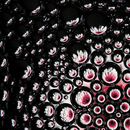 Roze vierkant: Roze gerbera in druppels uitlopend