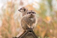 Two stock tails on a wood thank you - soft background by Jolanda Aalbers thumbnail