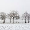 paysage d'hiver minimaliste avec champ et rangée d'arbres sur Jan Fritz