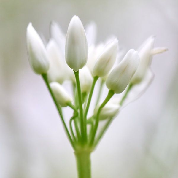 Spring flowering wild garlic by Ad Jekel