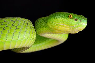 Witlipbamboeadder (Trimeresurus albolabris) van Ronald Pol