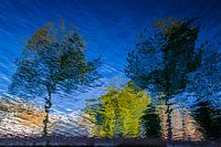 some trees in Almelo