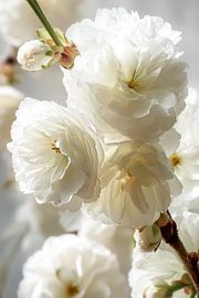 Witte bloem