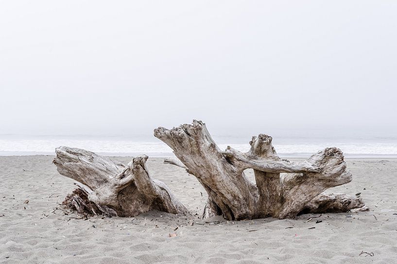 Drijfhout op het strand van Tony Buijse