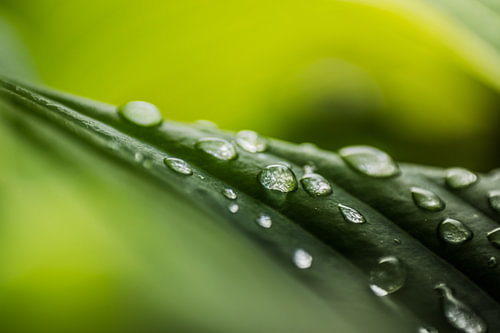 Waterdruppels op een blad – grafische macrofoto