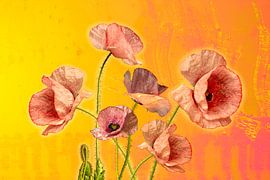 Poppies in festive colours.