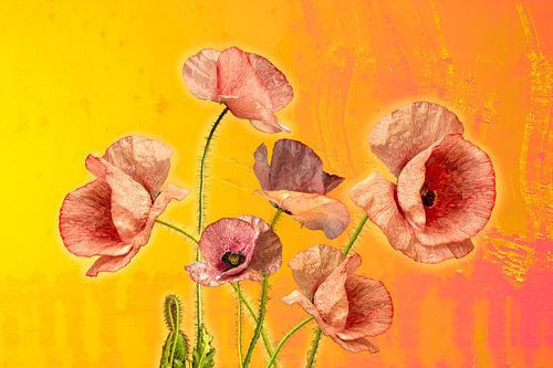 Des coquelicots aux couleurs festives. sur Alie Ekkelenkamp