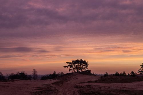Sonnenaufgang Kootwijkerzand
