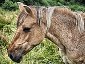 Paard van Bob Jansen thumbnail