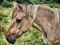 Paard