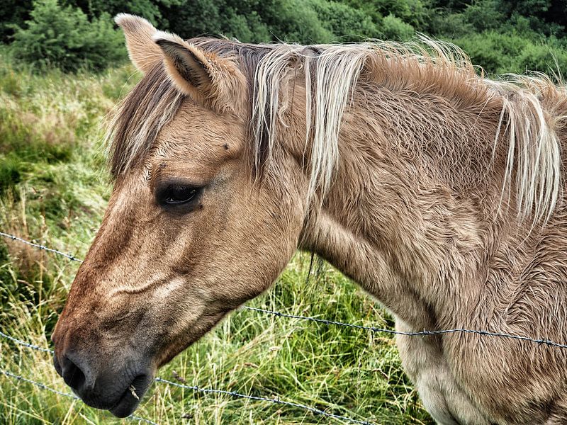 Paard by Bob Jansen