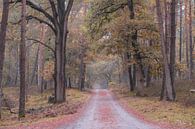 Herbstfarben im Deeler-Wald von Tania Perneel Miniaturansicht