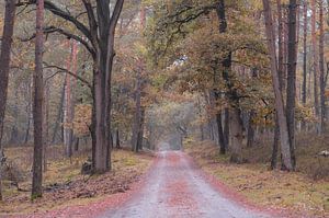 Herbstfarben im Deeler-Wald von Tania Perneel