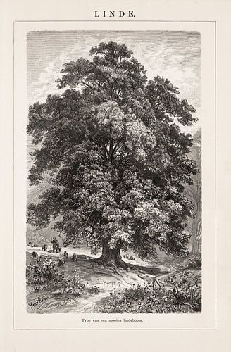 Antieke gravure van een mooie lindeboom
