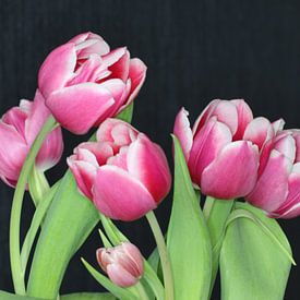 tulips by Paul Burger