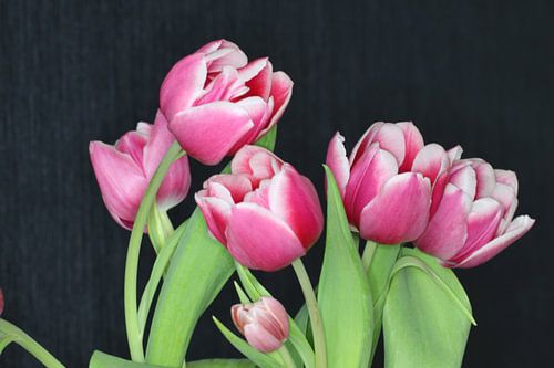 tulipes
