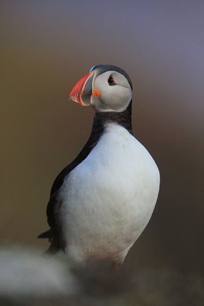 Puffins Norway by Frank Fichtmüller