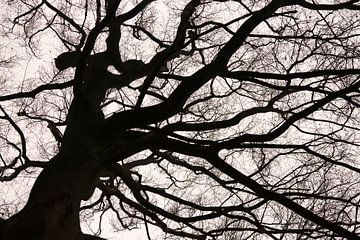 Stark (Silhouette eines großen, alten Baumes in schwarz-weiß) von Birgitte Bergman