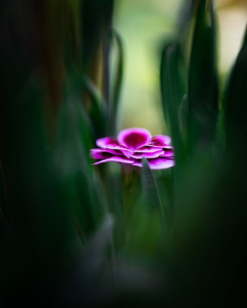 Roze bloem tussen het groen van Jan