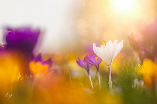 Crocus