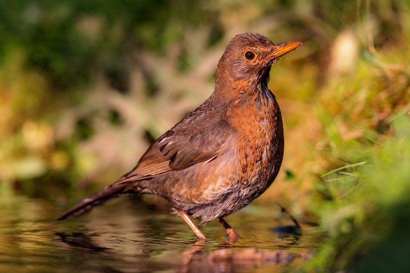 Amsel (Turdus merula) von Dirk Rüter