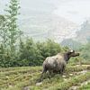 Buffel in de rijstvelden van Sa Pa in Noord-Vietnam van Ron Poot