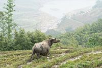 Buffel in de rijstvelden van Sa Pa in Noord-Vietnam