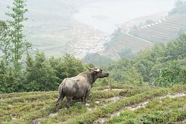 Buffalo in the rice fields of Sa Pa by Ron Poot