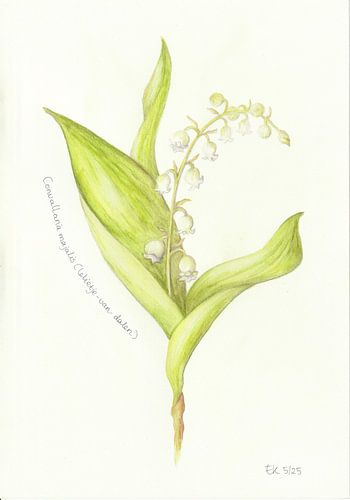 Botanische tekening - Lelietje-van-dalen van Esthers Nature Studio