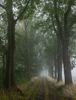 Walker on oak avenue