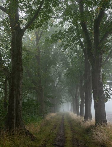 Walker on oak avenue