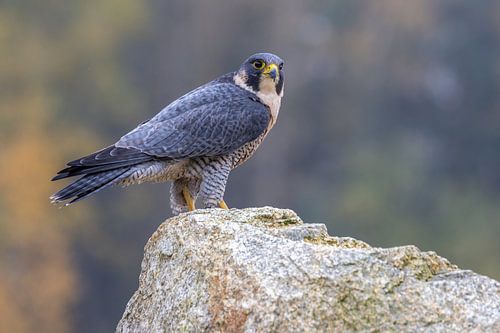 Peregrine falcon