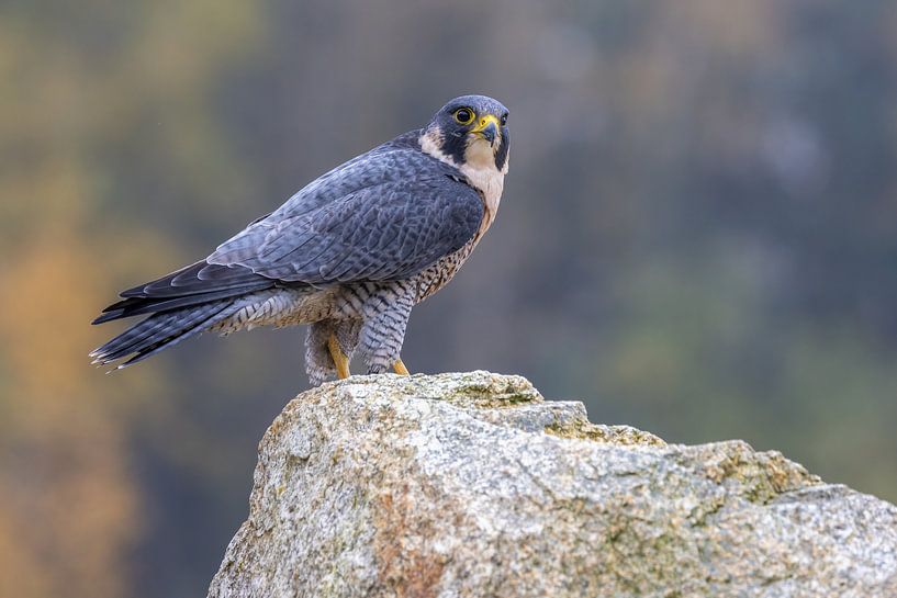 Peregrine falcon by Teresa Bauer