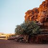 Arbre vert dans le désert de Wadi Rum en Jordanie sur Marion Stoffels