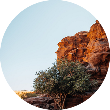 Groene boom in Wadi Rum woestijn in Jordanië van Marion Stoffels