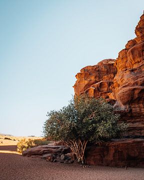 Groene boom in Wadi Rum woestijn in Jordanië van Marion Stoffels