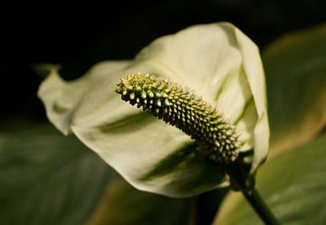 Close-up van een Aronskelk van Anne van de Beek