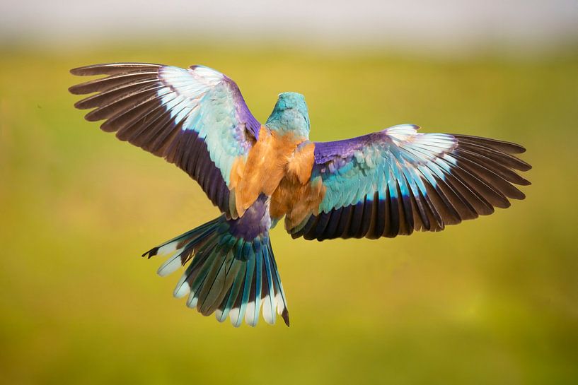 The Roller, Coracias garrulus by Gert Hilbink