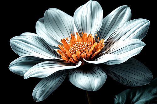 Witte bloem met donker contrast