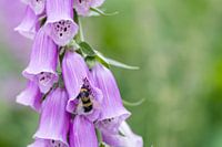 Foxglove with Bumblebee
