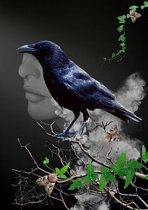 Raven in the fog